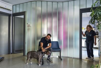 Figura illustrativa CLINICA VETERINARIA LEGNANO